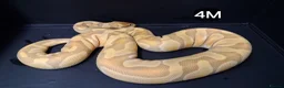 Python Snake reptiles for sale: Royal Pythons Males - Advert 10
