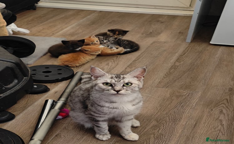 Mixed Breed cats - Advert 4