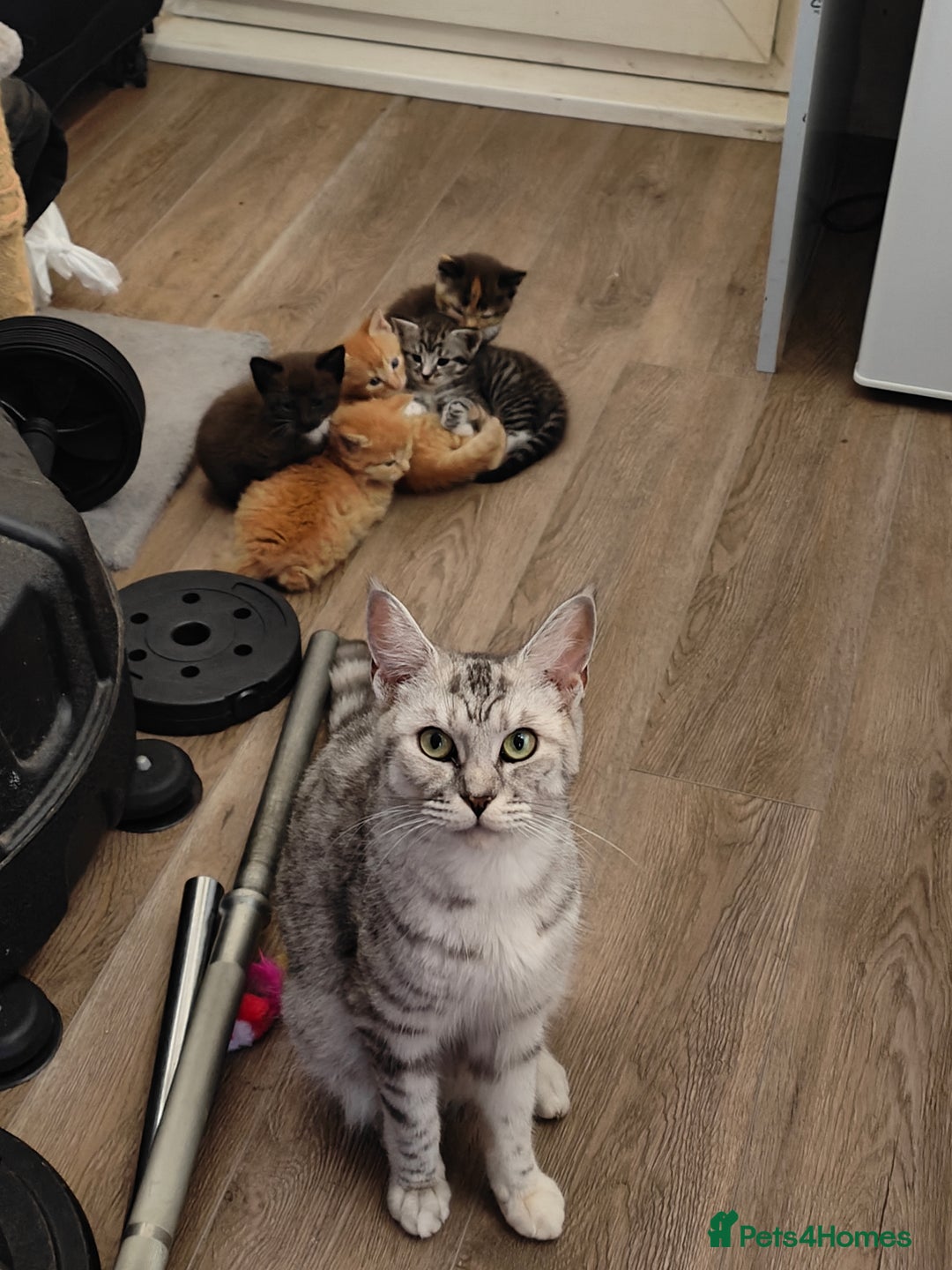 Mixed Breed cats for sale: MaineCoon Mixed Kittens For Sale  - Image 1