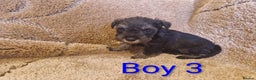 Miniature Schnauzer dogs for sale:  Cute miniature Schnauzer pups - Advert 5