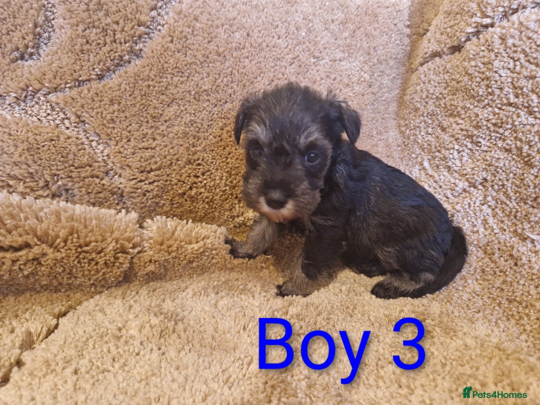 Miniature Schnauzer dogs for sale:  Cute miniature Schnauzer pups - Advert 5