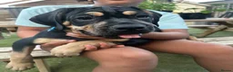 Mixed Breed dogs for sale: Stunning Cane Corso Cross Pups - Ready Now  - Advert 26