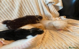 Miniature Poodle dogs for sale: ❤️🐶beautiful Merle miniature poodles girls🐶❤️ - Image 20