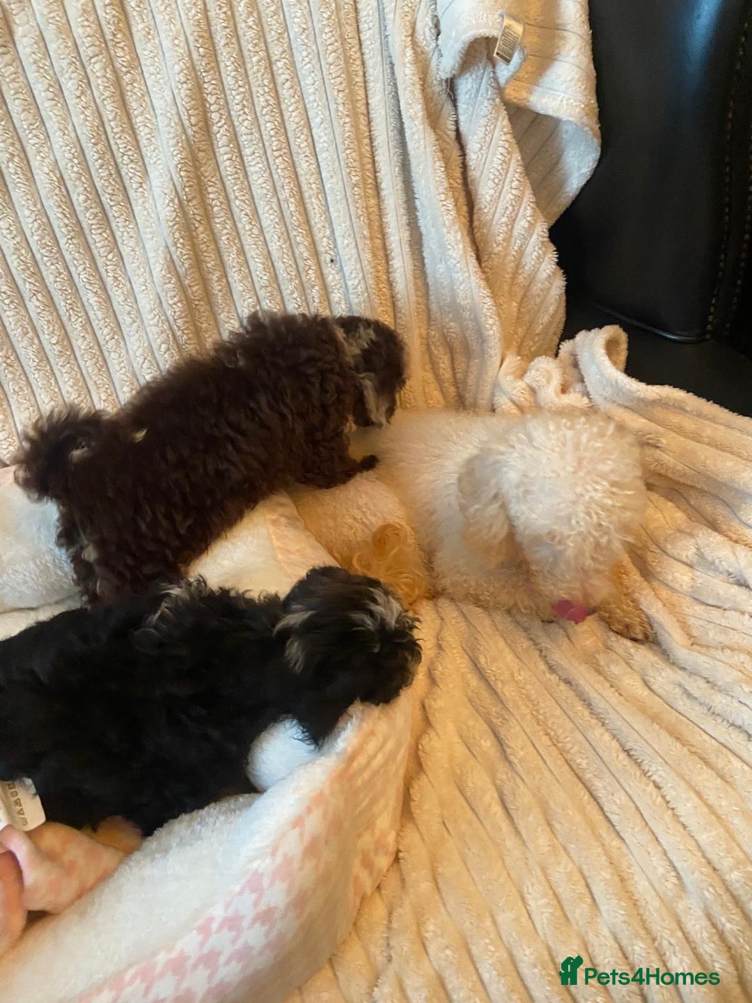 Miniature Poodle dogs for sale: ❤️🐶beautiful Merle miniature poodles girls🐶❤️ - Image 20