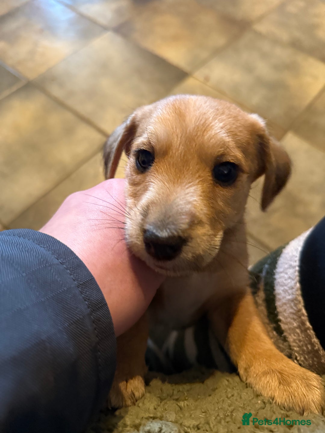 Mixed Breed dogs for sale: Jack Russell X Lakeland Terrier Puppies - Advert 9