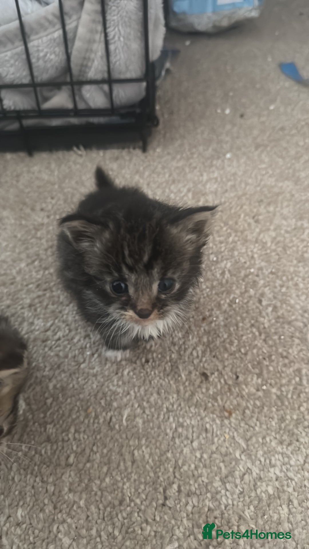 Mixed Breed cats for sale: Kittens for sale - Advert 2