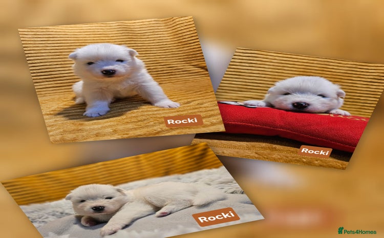 Samoyed dogs - Advert 3