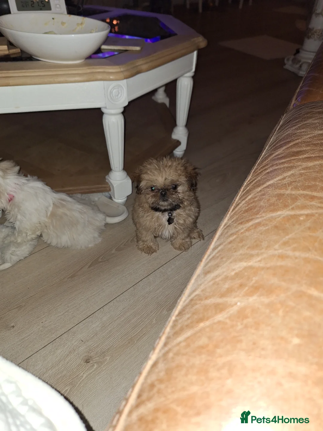 Shih Tzu dogs for sale: KC Imperial boy - Advert 2