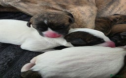 Mixed Breed dogs for sale: Pups ready around the 19th December  - Image 12