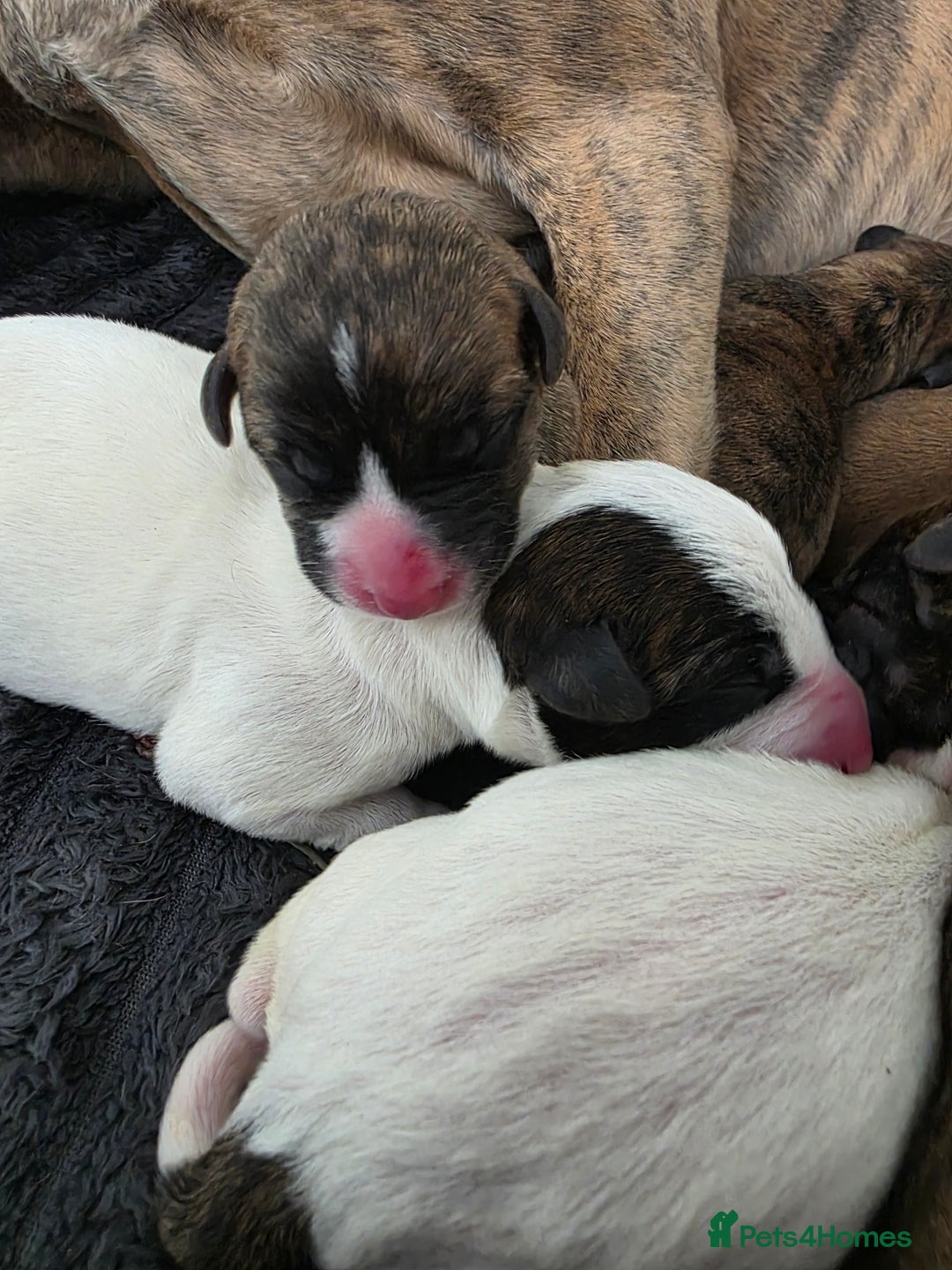 Mixed Breed dogs for sale: Pups ready around the 19th December  - Image 12