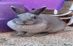 Dwarf Lop rabbits for sale: Dwarf Lops for sale in Winsford - Image 4