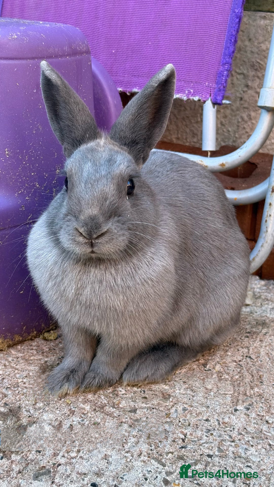 Dwarf Lop rabbits for sale: Dwarf Lops for sale in Winsford - Image 4