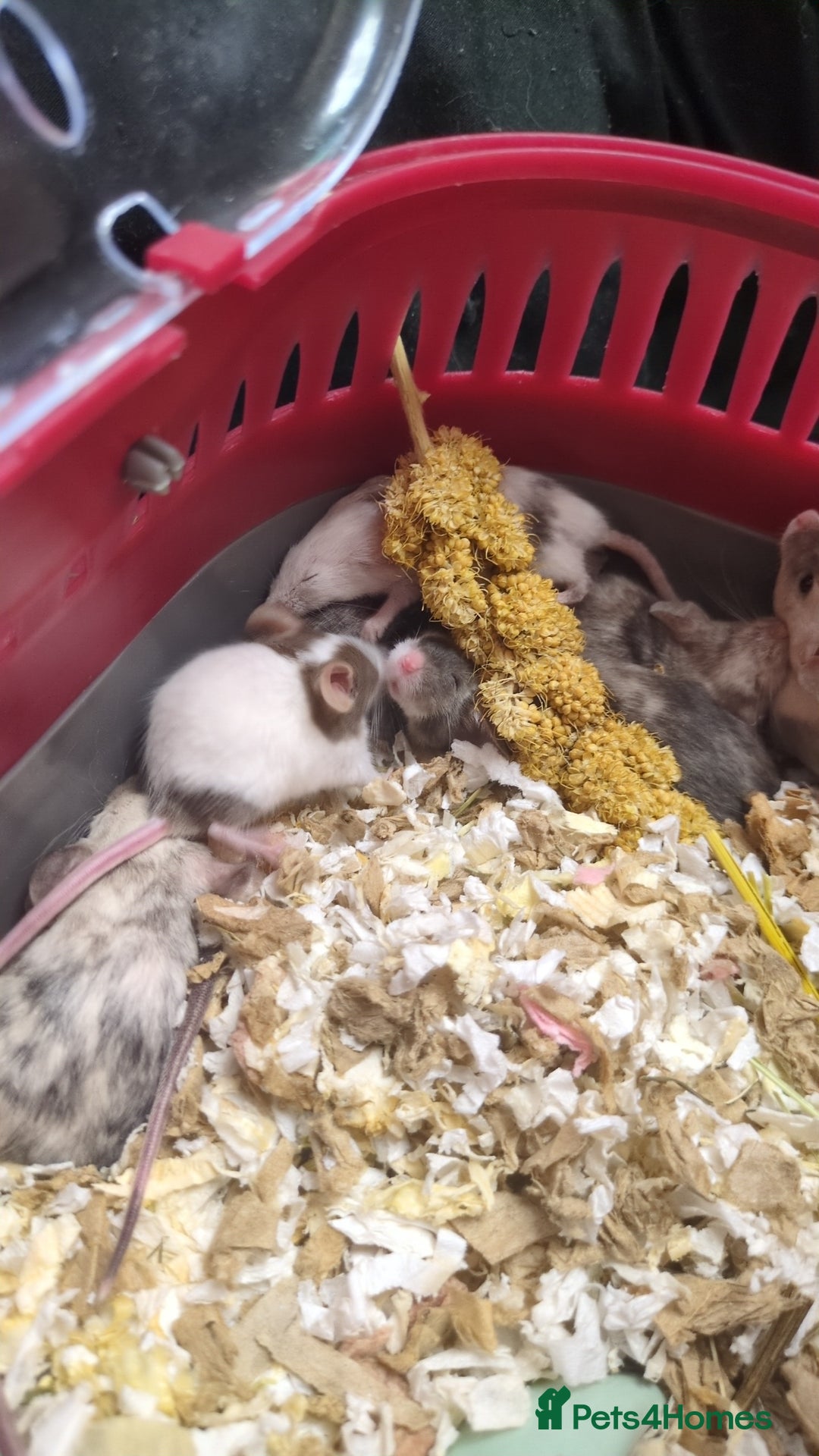 Mouse rodents for sale: Fancy mouse waiting list in Milton Keynes - Image 11