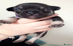 French Bulldog dogs for sale: 🐾 adorable French bulldog puppies for sale 🐾 - Image 7