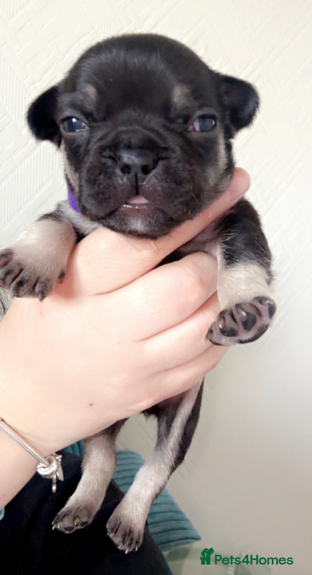 French Bulldog dogs for sale: 🐾 adorable French bulldog puppies for sale 🐾 - Image 7