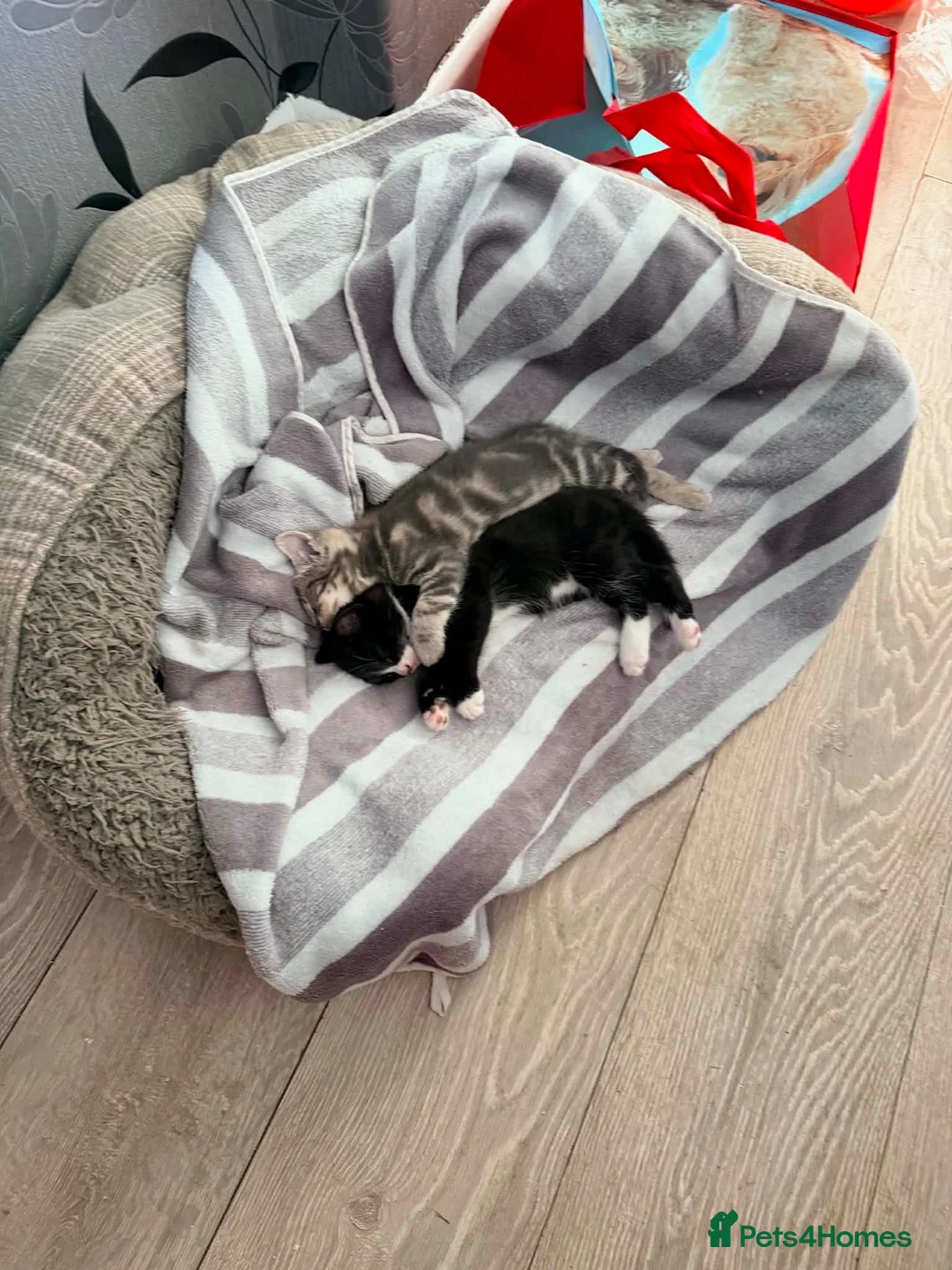Domestic Shorthair cats for sale: Male kitten 8 weeks old ready to go  - Advert 3