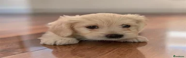 Maltese 3 (Bobo)