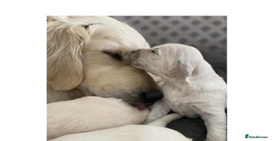 Goldendoodle dogs - Advert 3
