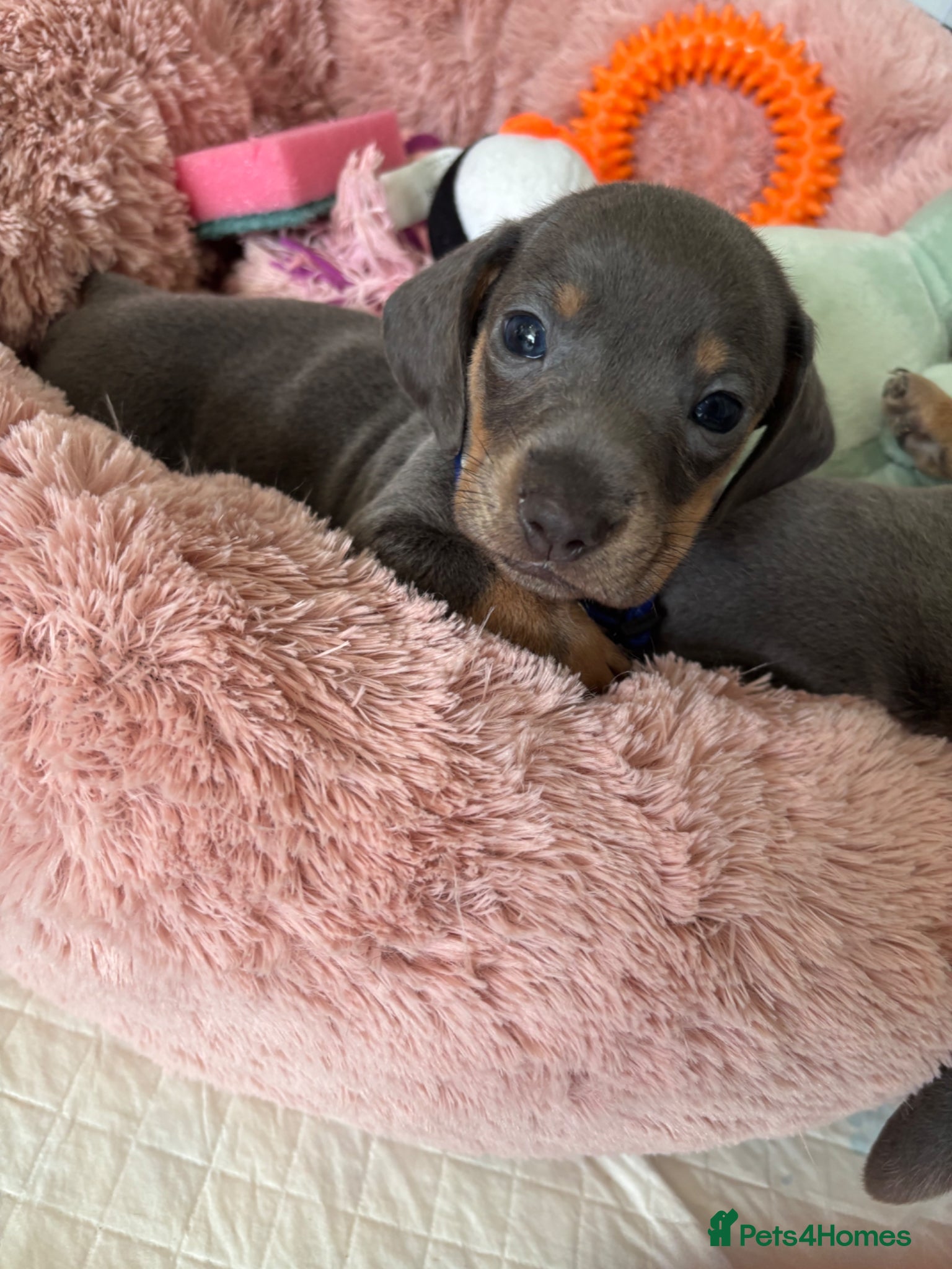 Dachshund dogs 2  amazing dapple dachshund puppys left  - Advert 7