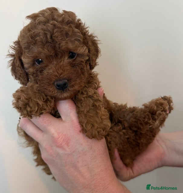 Toy Poodle dogs KC Registered Red Toy Poodles - Advert 2