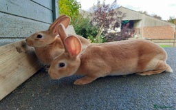 Rex rabbits for sale: Standard orange rex females - Image 3