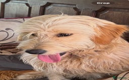 Mini Goldendoodle dogs for sale: “Bailey” - Golden Goldendoodle Boy  - Image 8