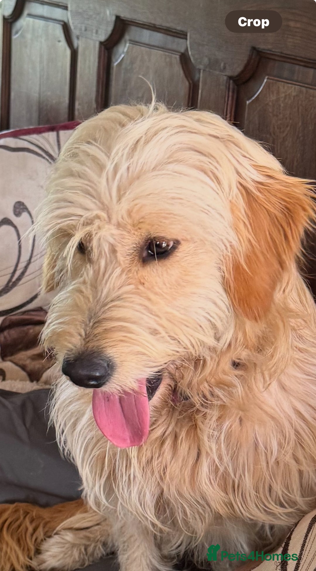 Mini Goldendoodle dogs for sale: “Bailey” - Golden Goldendoodle Boy  - Image 8