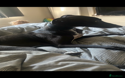 Greyhound dogs for sale: Greyhound - Image 1
