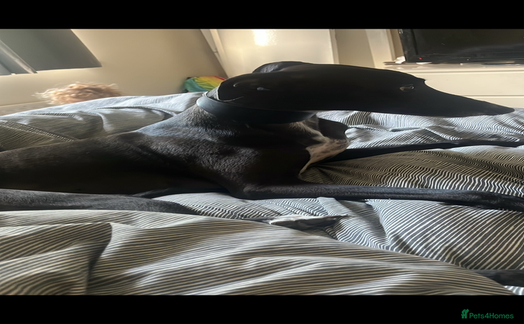 Greyhound dogs - Advert 1