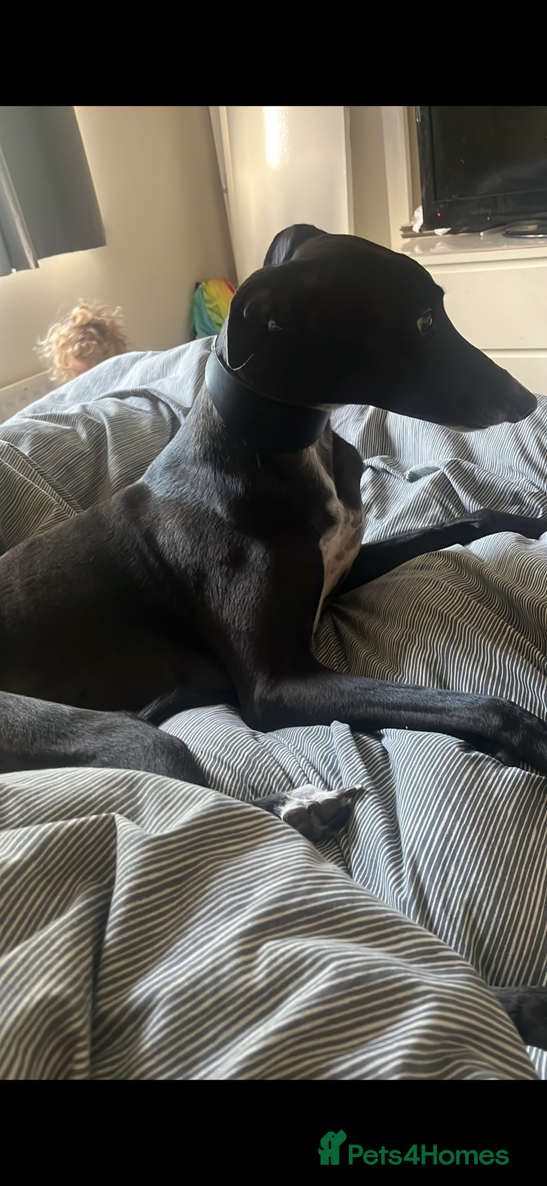 Greyhound dogs for sale: Greyhound - Image 1
