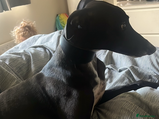 Greyhound dogs - Advert 2