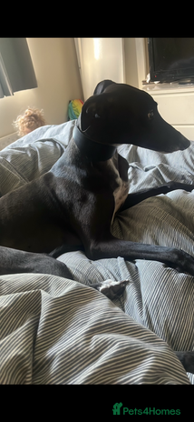 Greyhound dogs - Advert 2