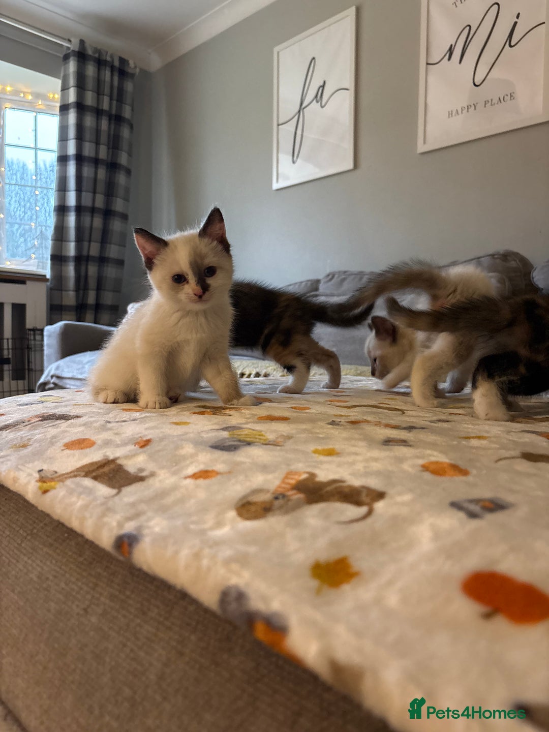 RagaMuffin cats for sale: Beautiful Ragamuffin Kittens Ready December 24th   - Advert 23