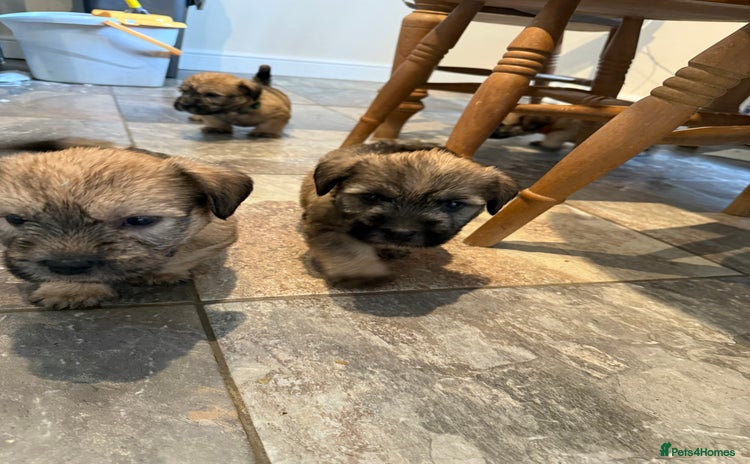 Glen of Imaal Terrier dogs - Advert 1