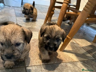 Glen of Imaal Terrier dogs - Advert 1