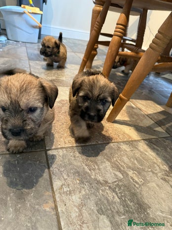 Glen of Imaal Terrier dogs - Advert 1