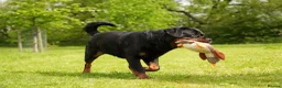 Rottweiler dogs for sale: 🐶PREMIUM ROTTWEILERS. ADRK GERMAN BLOODLINES 🇩🇪 - Advert 6