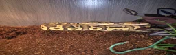 Python Snake reptiles for sale: Fire pastel royal python and viv - Advert 6