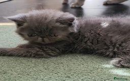 Exotic cats for sale: Stunning  Brown Classic tabby  little girll - Image 3