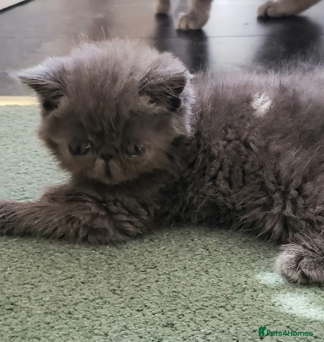 Exotic cats for sale: Stunning  Brown Classic tabby  little girll - Image 3