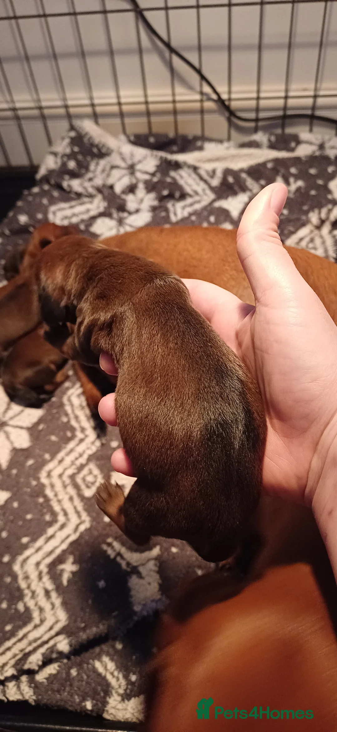 Dachshund dogs for sale: Beautiful KC registered smooth standard dachshund  - Advert 2