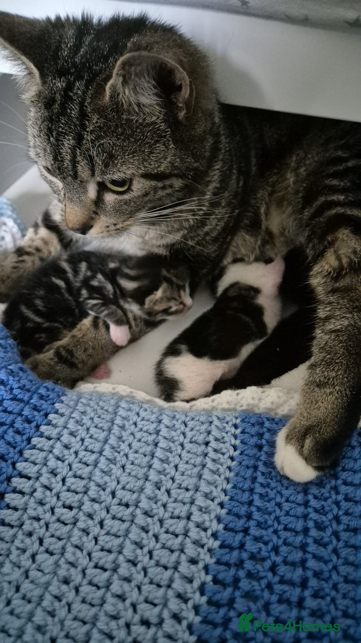 British Shorthair cats for sale: X2 mummys with kittens in London - Advert 1