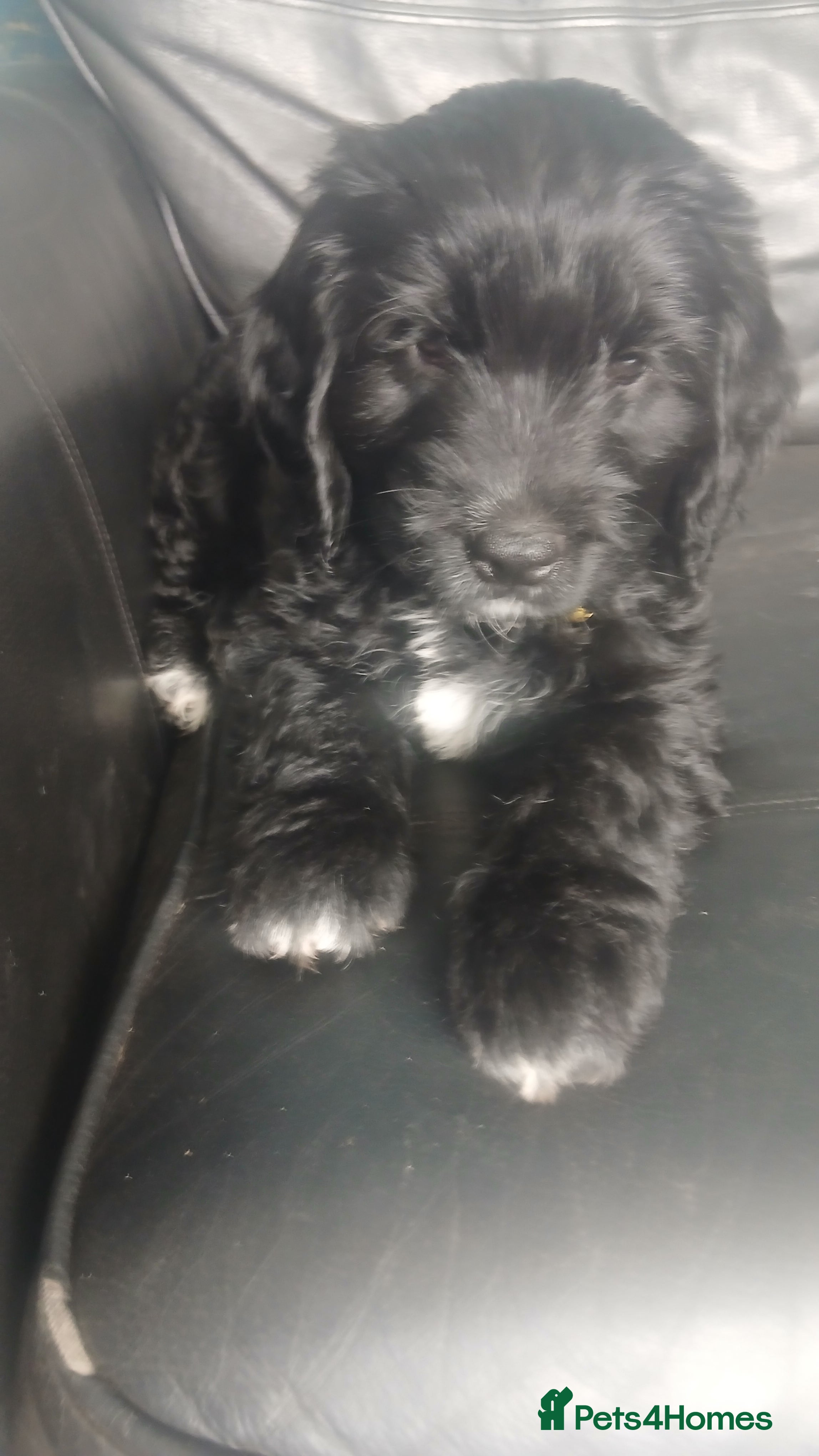 Mixed Breed dogs for sale: Ready Gorgeous Cockapoo x Gold Retriever x pups  - Advert 22