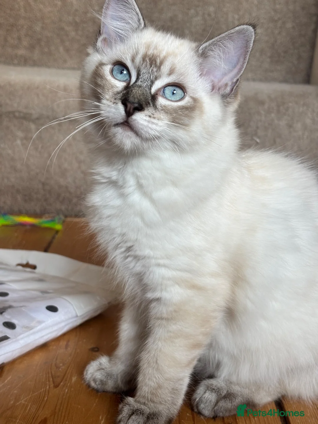 Ragdoll cats for sale: Boy and Girl Ragdoll in Woodford Green - Advert 2