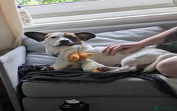 Mixed Breed dogs for sale: Bruno - Needs a New, Loving Home - Image 7