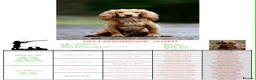 Cocker Spaniel dogs for sale: Beautiful Working Cocker Spaniel Puppies - Advert 20