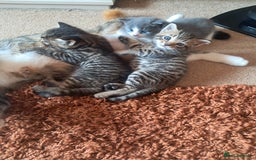Mixed Breed cats for sale: 2 BEAUTIFUL BOY KITTENS AVAILABLE  - Image 24