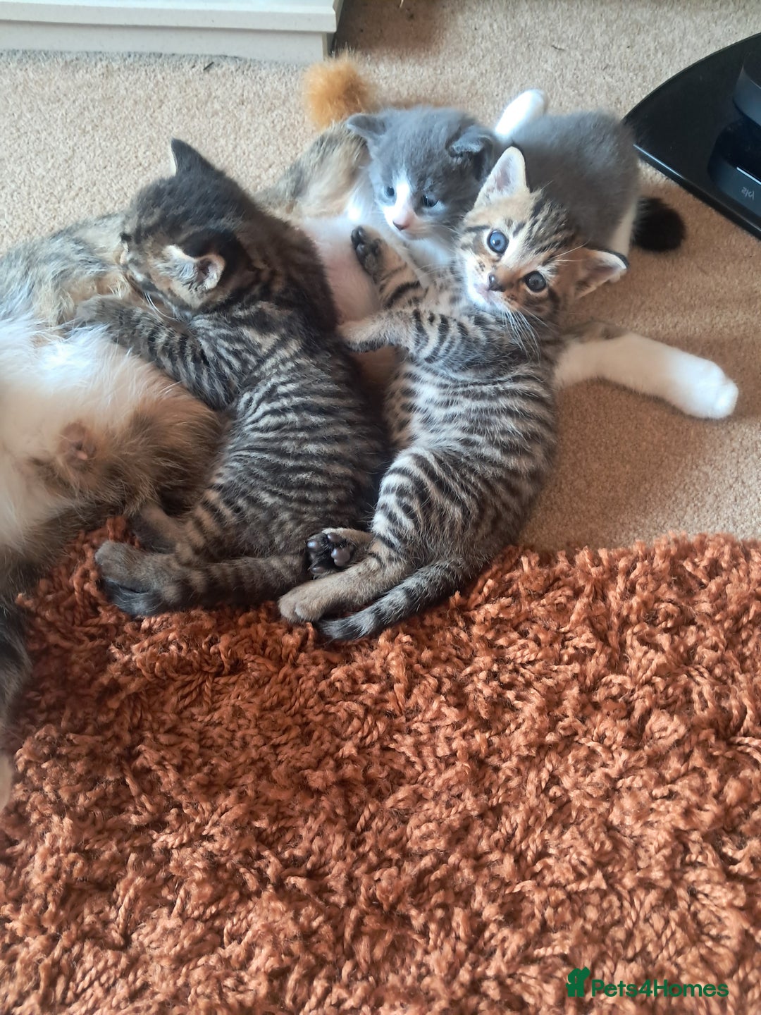 Mixed Breed cats for sale: 2 BEAUTIFUL BOY KITTENS AVAILABLE  - Image 24