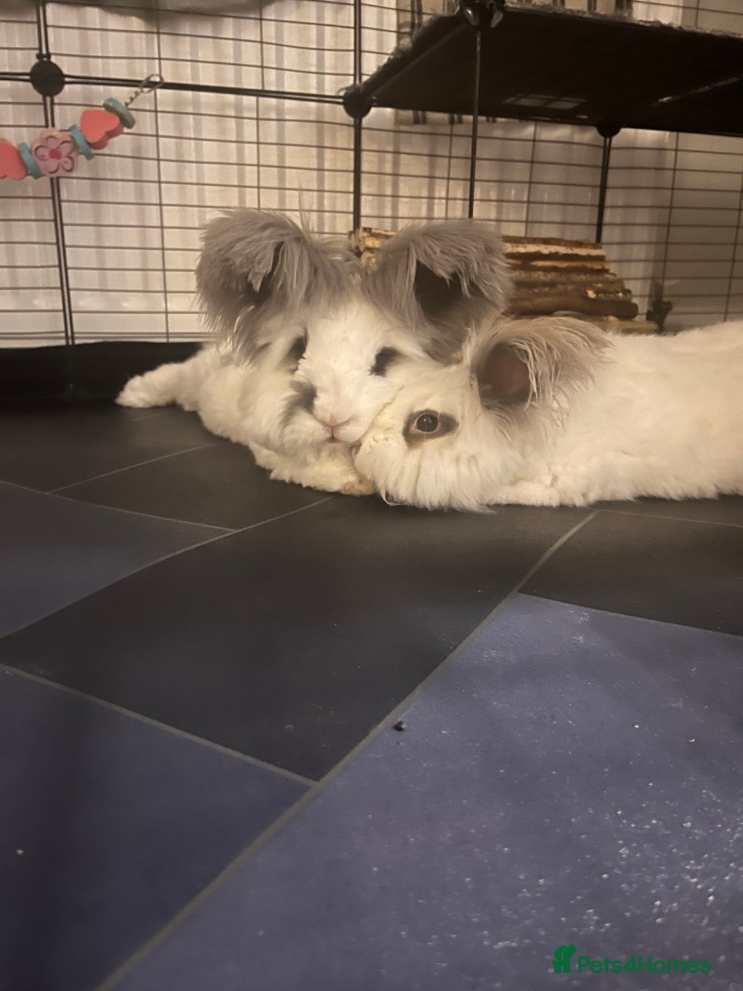 Angora rabbits for sale: Gorgeous bonded English angoras x2  - Image 1