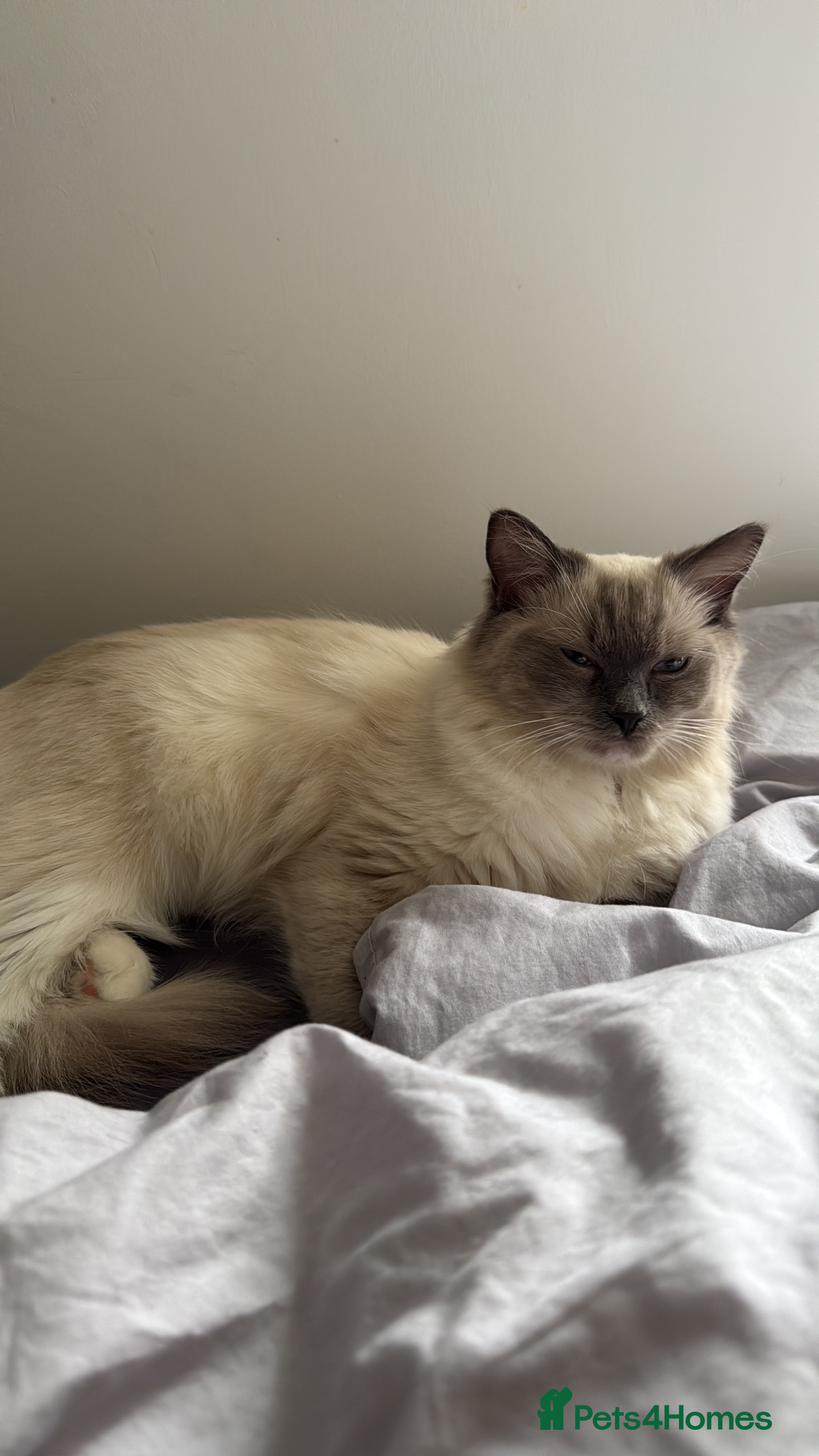 Ragdoll cats Ragdoll mix kitten - 5 Boys - Advert 1